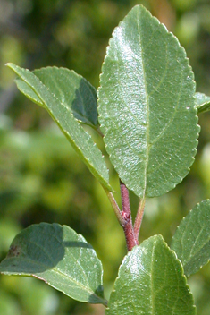 Rock Buckthorn