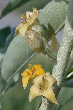 Narrow-leaved Oleaster