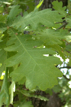 Hungarian Oak