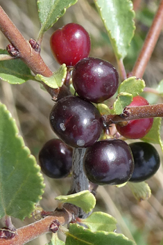 Rock Buckthorn