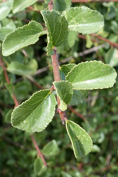 Rock Buckthorn