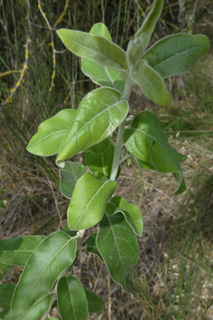 Narrow-leaved Oleaster