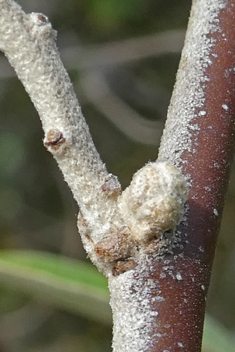 Narrow-leaved Oleaster