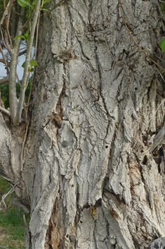 Afghan Poplar