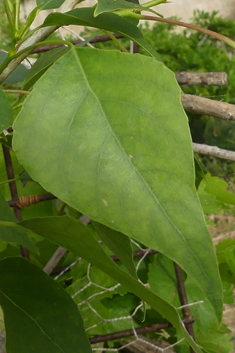 Afghan Poplar