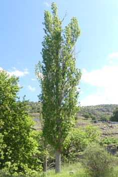 Afghan Poplar