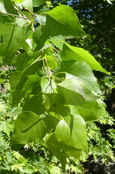 Afghan Poplar