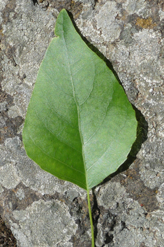 Afghan Poplar