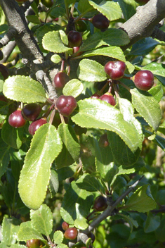 Rock Buckthorn