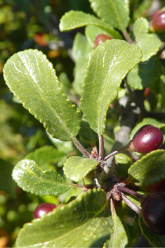 Rock Buckthorn