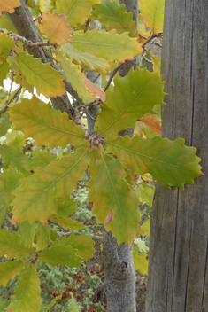 Aleppo Oak