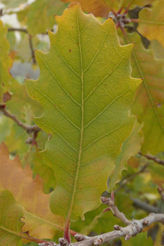 Aleppo Oak