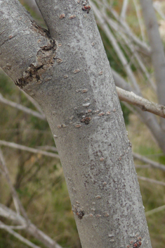 Smyrna Tamarisk