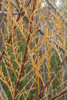 Smyrna Tamarisk