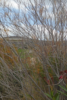 Smyrna Tamarisk