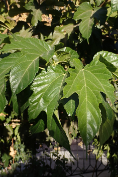 White Mulberry