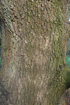 Hungarian Oak