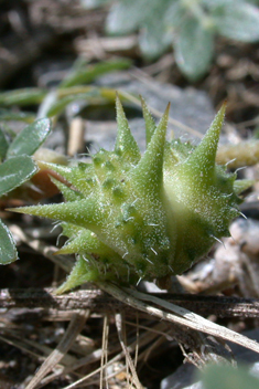 Small Caltrops