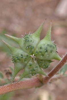 Small Caltrops