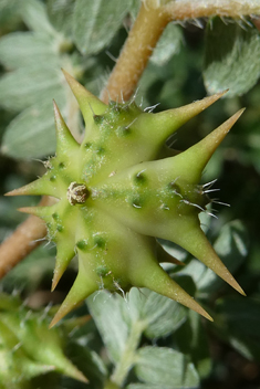 Small Caltrops