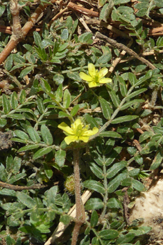 Small Caltrops