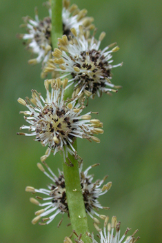 Branched Bur-reed