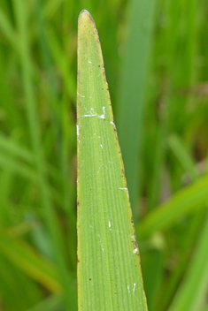 Branched Bur-reed