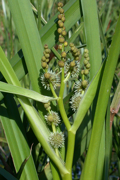 Branched Bur-reed