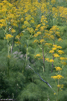 Giant Fennel