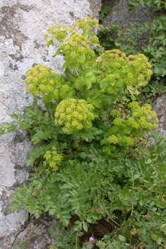 Aegean Alexanders