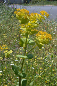 Perfoliate Alexanders