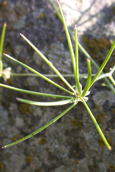 Southern Shepherd's-needle