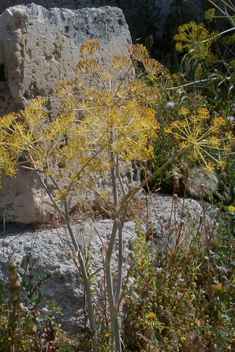 Gargano Poison-carrot