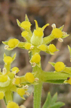 Sibthorp's Prickly-samphire