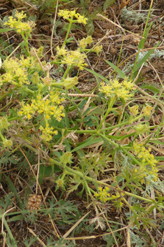 Sibthorp's Prickly-samphire