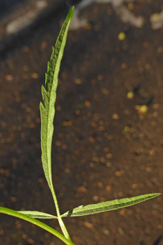 Southern Hedge-parsley