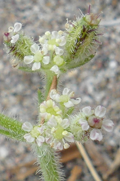 Dwarf Carrot