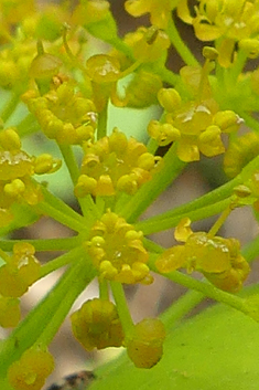 Perfoliate Alexanders