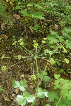 Horse Caraway