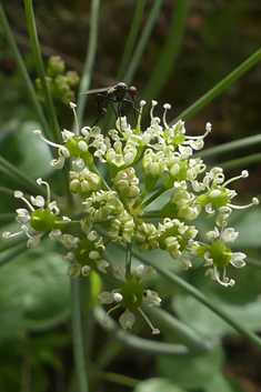 Horse Caraway