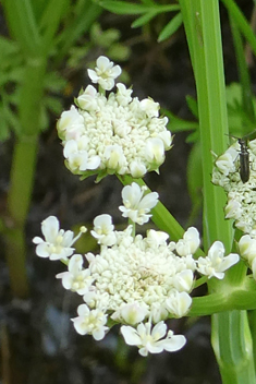 Narrow-leaved Water-dropwort