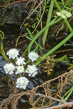 Narrow-leaved Water-dropwort