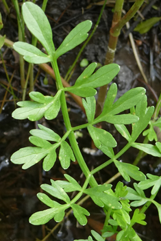 Narrow-leaved Water-dropwort