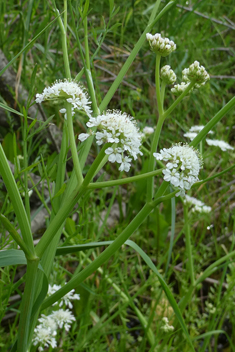 Narrow-leaved Water-dropwort