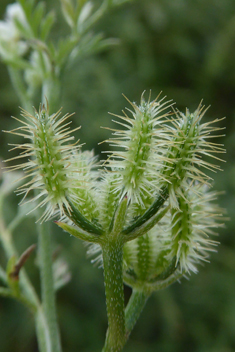 Slender-leaved Hedge-parsley