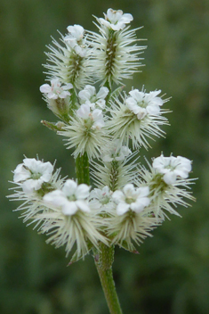 Slender-leaved Hedge-parsley