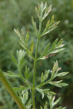 Slender-leaved Hedge-parsley