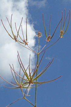 Southern Shepherd's-needle