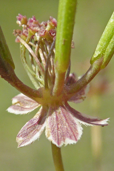 Southern Shepherd's-needle