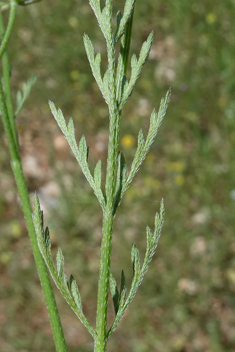 Southern Hedge-parsley